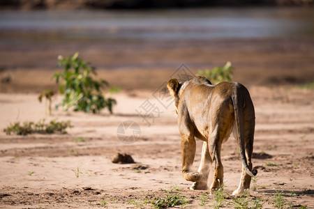 一些狮子沿着河岸走狮子沿着河岸走危险女动物图片