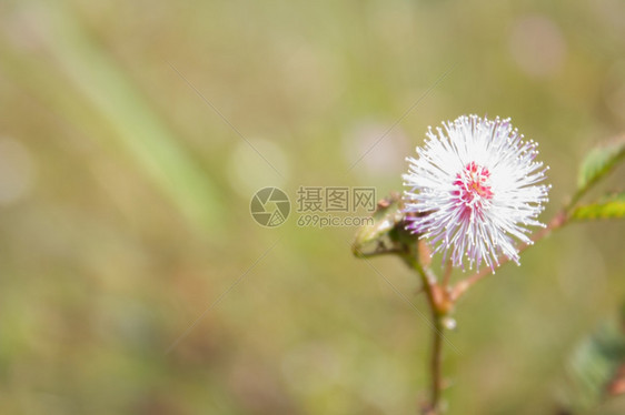 粉红野花场地朵明信片图片