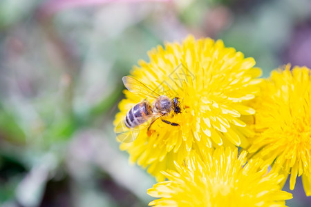 从花朵收集粉的蜜蜂选取聚焦点择关注环境蜜糖天图片