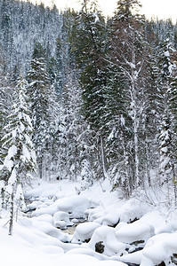 场景冬天不冻结季风景野雪林中的非冻溪流图片