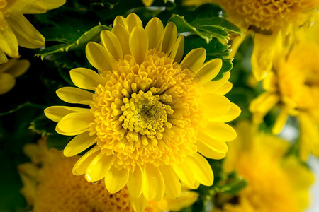 金的花朵是菊家族的植物通常使用黄色或橙墨西哥人印度教图片