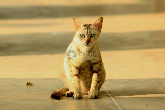 具体的腿坐在地板上棕色猫泰国图片