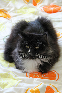 肖像捕食者放松猫躺在彩色毯子上披着柑橘图象多梅蒂克动物有一只黑白猫睡在床上布着彩色织物猫躺在彩色毯子上披着柑橘图象多梅蒂克动物休图片
