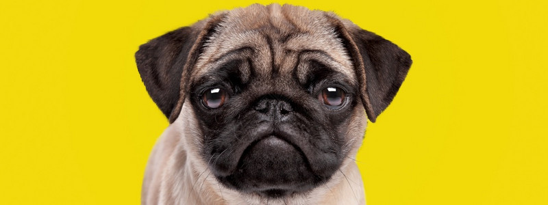 长着悲伤和严肃的面孔在明亮黄色背景上满脸悲伤和严肃的面孔可爱小狗兽医思考无聊的图片