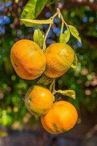 阿尔布费拉在果园树上挂着4个橙色男子汉夏令舍内维尔图片
