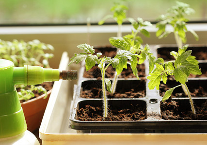 草本植物夏令生长在堆肥托盘中的年轻绿色幼苗植物生长在堆肥托盘中的年轻绿色幼苗植物窗台图片