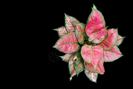 红色的花粉如此美丽装饰着黑底被隔绝的家庭植物叶子屋圣诞节黑色的图片