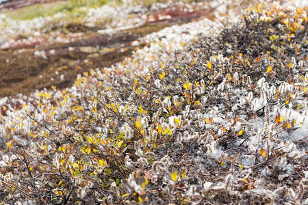 分支仙女树格陵兰的Salixglauca或灰柳格陵兰的或灰柳在夏末种子被绒毛纤维覆盖图片