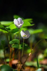 野花阳光酢浆草春时两朵牛的在森林中黎明开花在黑暗背景的OxalisFlowers图片