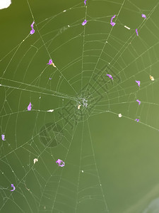紫色的蜘蛛网与花的瓣对抗绿色美丽而的编织错综复杂蜘蛛网合上照片花朵抽象的图片
