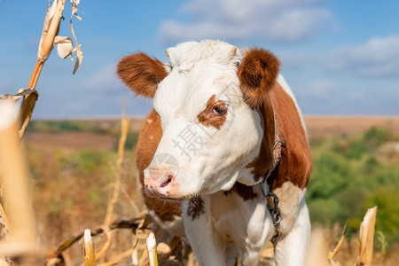 小牛有选择的焦点在牧场农动物小牛在牧场有趣的农业好奇图片