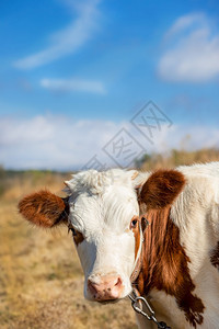 小牛有选择的焦点在牧场农动物小牛在牧场绿色棕的白图片