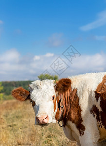 牛肉小有选择的焦点在牧场农动物小牛在牧场有趣的农村图片