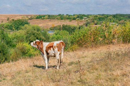 公牛小有选择的焦点在牧场农动物小牛在牧场常设农村图片