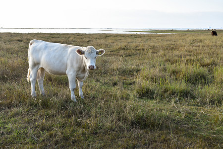 斯堪的纳维亚牧场白奶牛在西德群岛奥兰的沿海草原上农场图片
