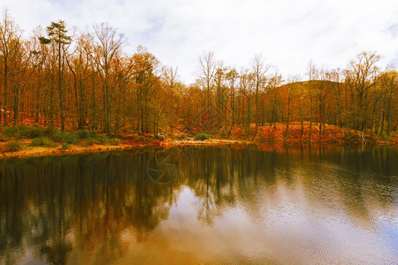 美丽的森林湖景色自然山阳光图片