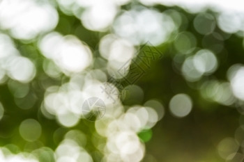 输入文本时使用抽象bokeh和模糊的多色自然背景模型植物森林郁葱图片