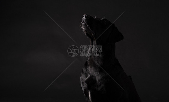 黑拉布多狗仰望着黑色背景坐舌头纯真图片
