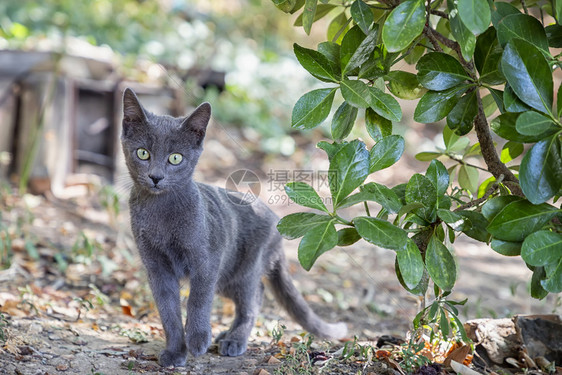 垂直的公园长着漂亮眼睛的可爱灰猫肖像捕食者图片