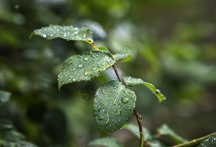 雨后绿叶上的滴自然背景绿色有条纹的木制图片