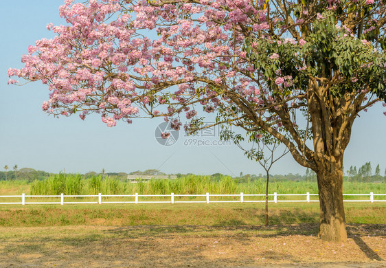 Tabebuia或粉红喇叭花朵树盛开绿地分支自然院子图片