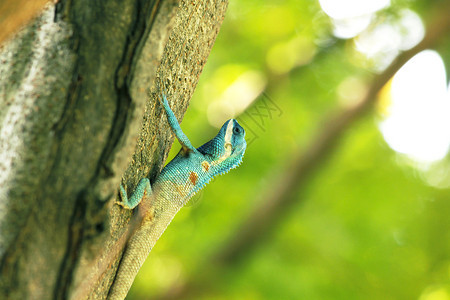 树上的蓝蜥蜴警报动物园皮肤图片