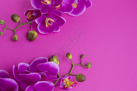 青少年紫罗兰复制空间背景材料有机的紫色图片