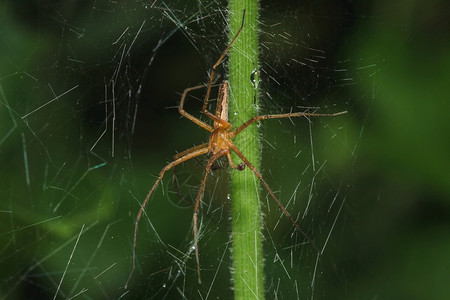 林克斯蜘蛛在天然森林的叶子上天堂蛛网年轻的图片