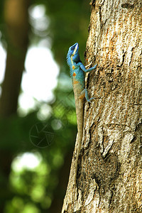 动物园树上的蓝蜥蜴色白图片