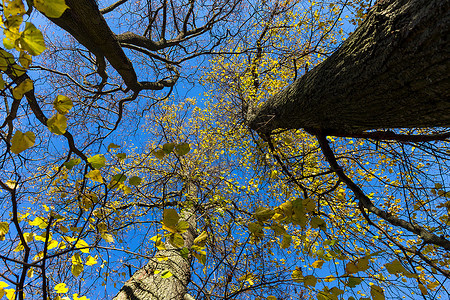 秋天在蓝色空前充满活力的彩色树顶最佳金的太阳图片