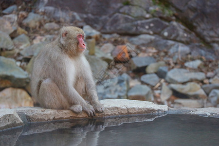 旅行毛茸的热日本野猴子在那一郎的YAENKOEN公园有天然现温或泉图片