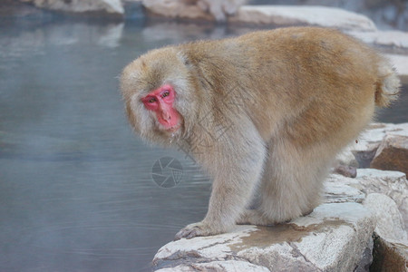 著名的毛茸日本野猴子在那一郎的YAENKOEN公园有天然现温或泉松弛图片