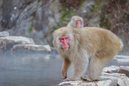 春天寒冷的日本野猴子在那一郎的YAENKOEN公园有天然现温或泉棕色的图片