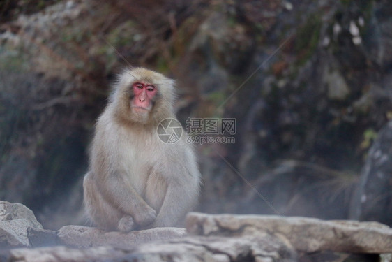 日本野猴子在那一郎的YAENKOEN公园有天然现温或泉日本人脸野生动物图片