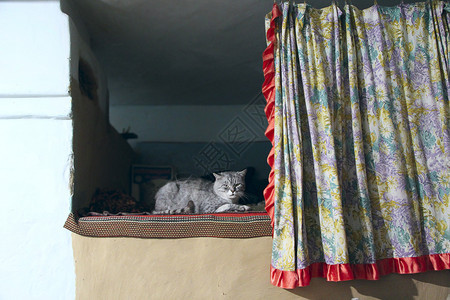 直的苏格兰猫睡在温暖的炉子上苏格兰直猫在烤箱上放松家畜在里做梦农村猫在火炉上晒太阳懒猫在乌克兰烤箱温暖的表面打瞌睡爪子背景图片