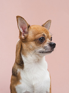 人们复制白色的奥林巴斯数码相机前视可爱的吉娃小狗耳朵警觉地望着远方图片
