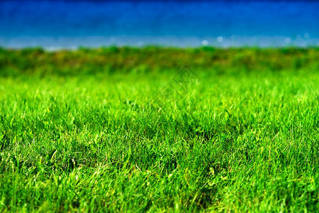 挪威湖滩草背景挪威湖滩草背景hd红木头旅行充满活力图片