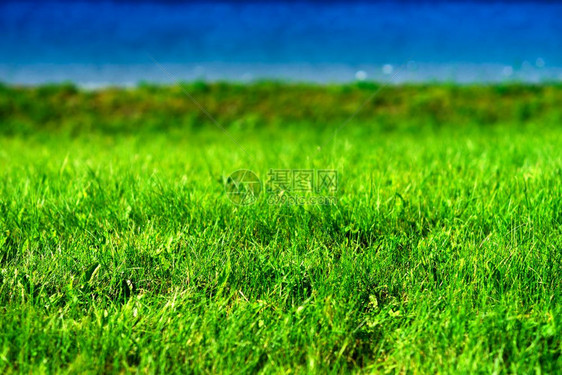 挪威湖滩草背景挪威湖滩草背景hd红木头旅行充满活力图片