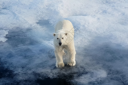 爪子变暖母猪浮冰上的北极熊捕食者熊浮冰上的北极熊图片