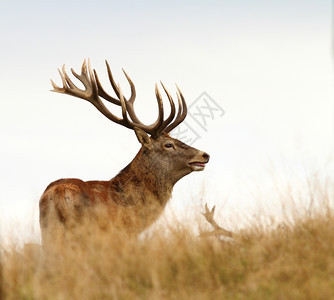 埃拉弗斯麈常设交配季节的红鹿甲图片