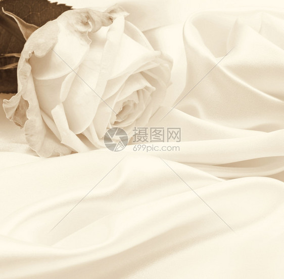 芽白色玫瑰近身可用作SepiatonedRetro风格的背景采用复古的图片