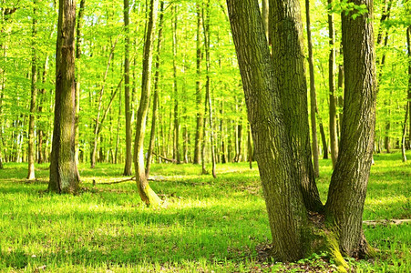 美丽的绿色背景有森林的绿背景春季自然树木和色彩背景太阳生态系统预订图片