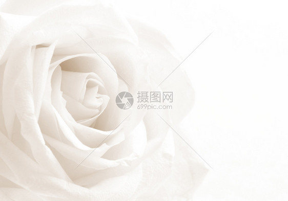 在SepiatonedRetro风格中白色玫瑰特端可用作背景软焦点开花莫罗佐娃束图片