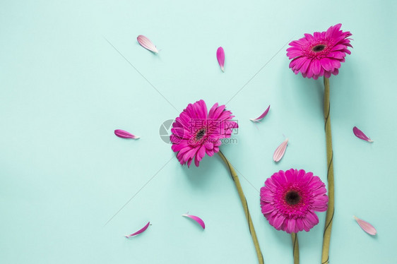 三朵粉红色的雏菊图片