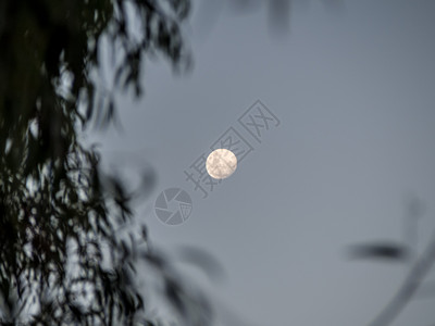 叶子扑树在月亮满的前额飘动轮廓图片