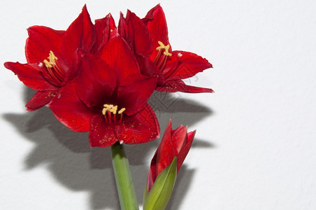 花束植物在明亮背景上关闭红色的Amaryllis开花图片