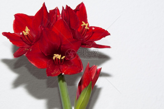 花束植物在明亮背景上关闭红色的Amaryllis开花图片