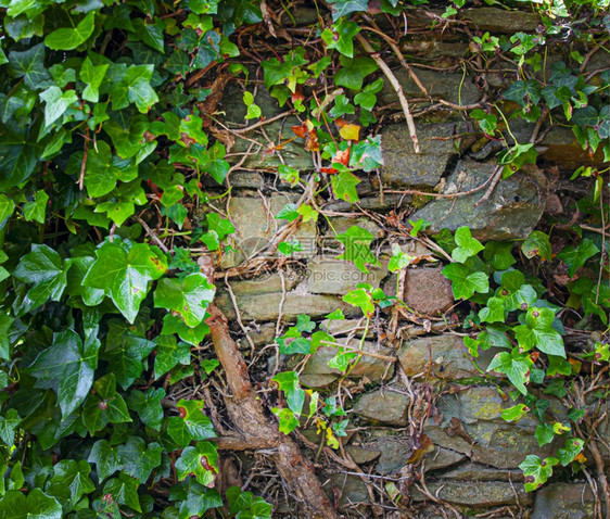 建造树叶子旧的粗墙和绿色植物图片