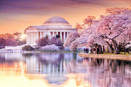 直流盆地主义杰斐逊纪念日在樱花节期间华盛顿州市背景图片