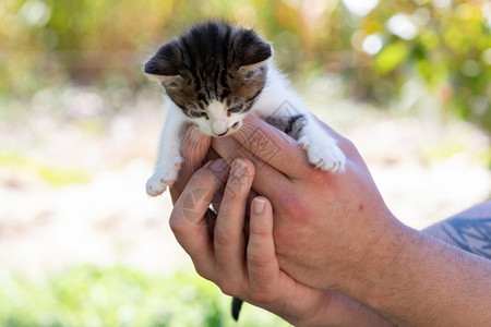 哺乳动物抓住小猫抱在手向下看孩子图片